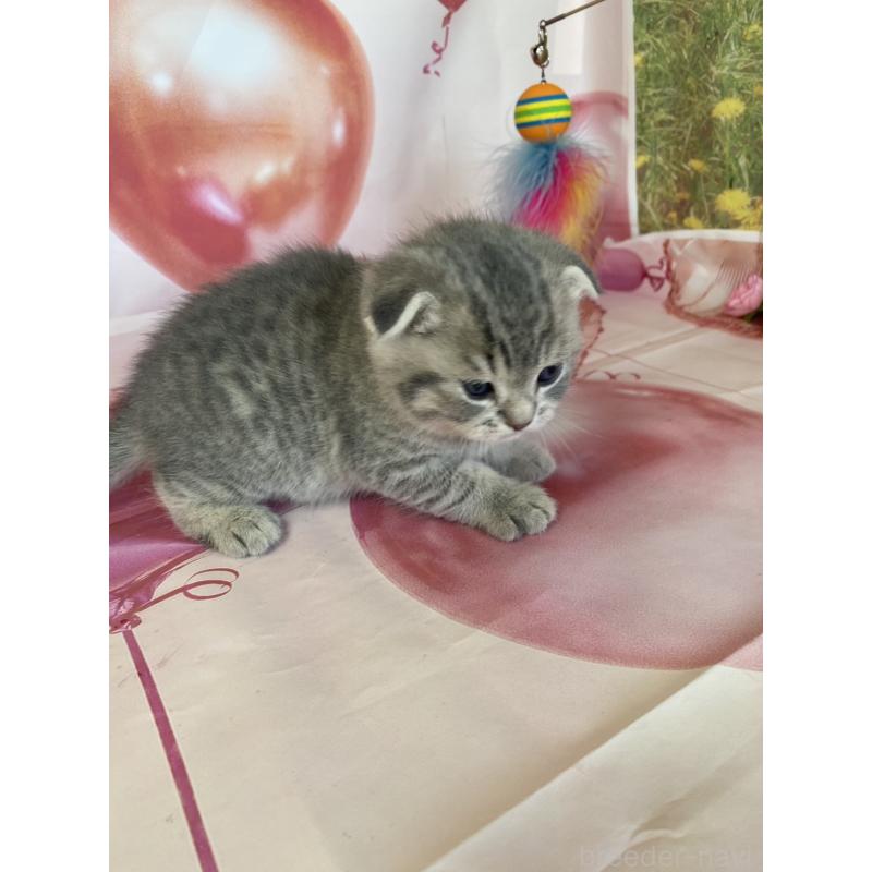 販売中の群馬県のスコティッシュフォールド(折れ耳)-134258の6枚目