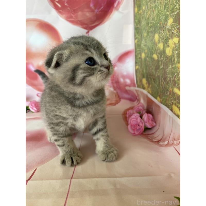 販売中の群馬県のスコティッシュフォールド(折れ耳)-134258の5枚目