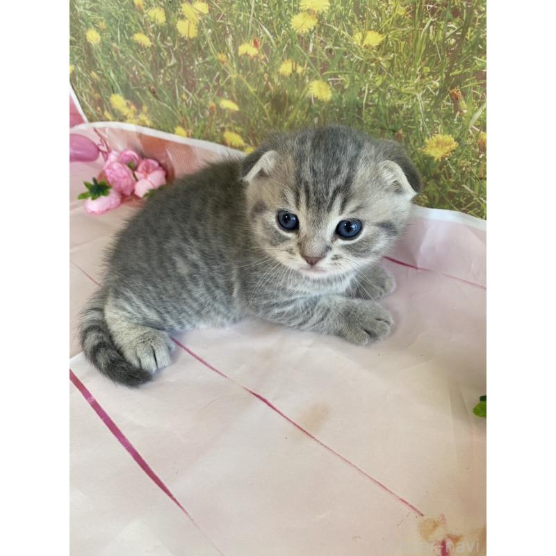 販売中の群馬県のスコティッシュフォールド(折れ耳)-134258の4枚目