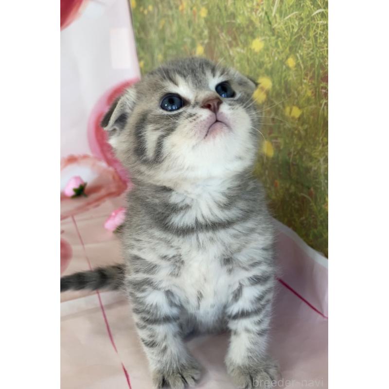 販売中の群馬県のスコティッシュフォールド(折れ耳)-134258の3枚目