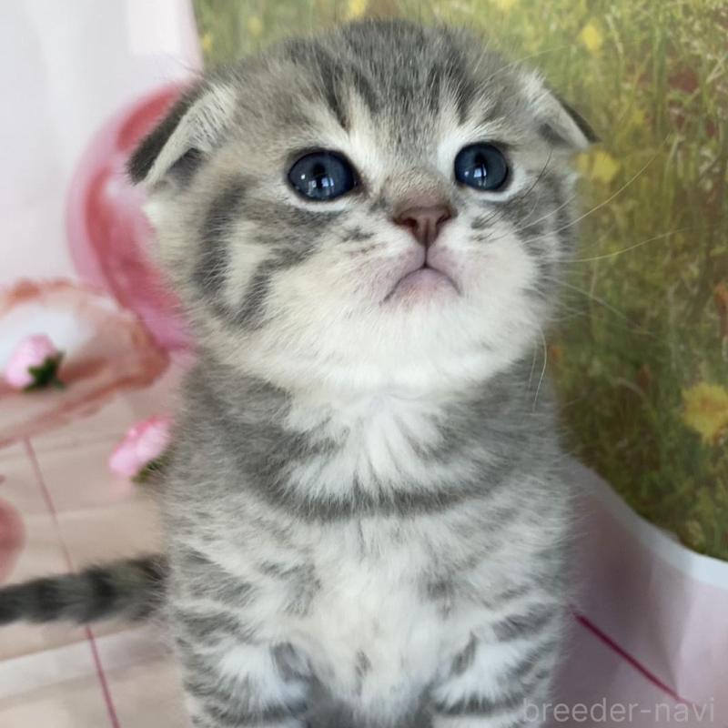 販売中ののスコティッシュフォールド(折れ耳)-134258