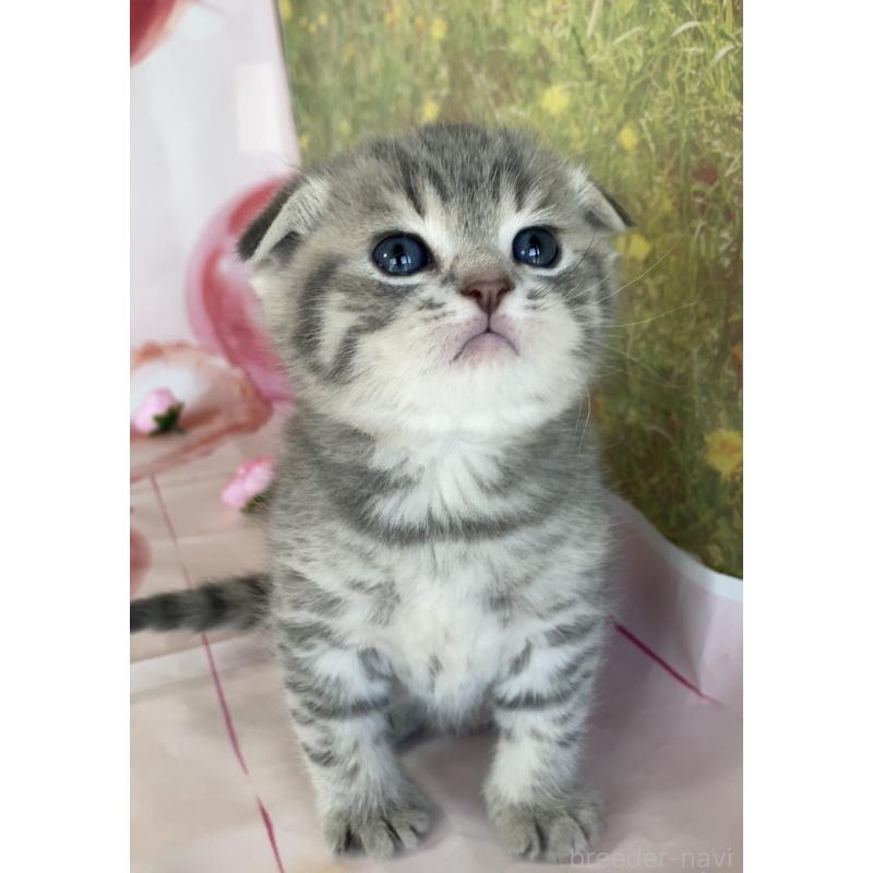 販売中の群馬県のスコティッシュフォールド(折れ耳)-134258の2枚目