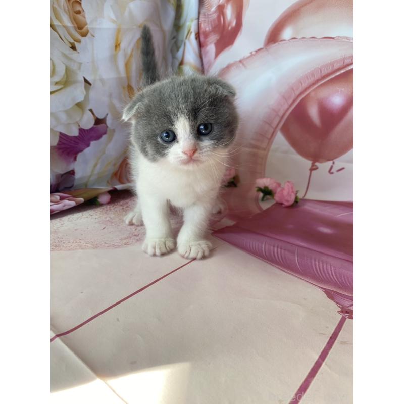 販売中の群馬県のスコティッシュフォールド(折れ耳)-134259の5枚目