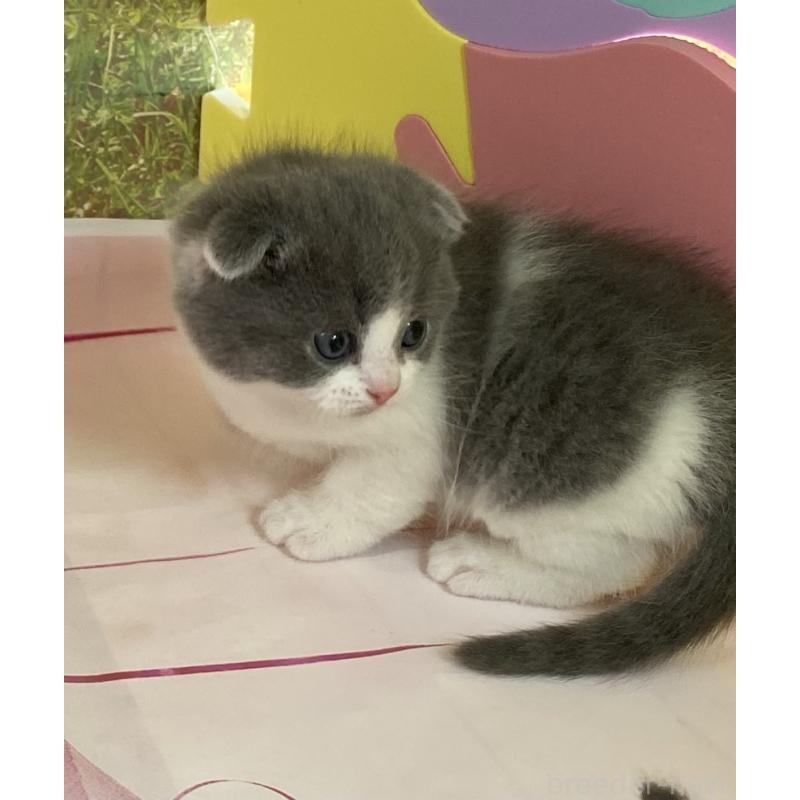 販売中の群馬県のスコティッシュフォールド(折れ耳)-134259の4枚目
