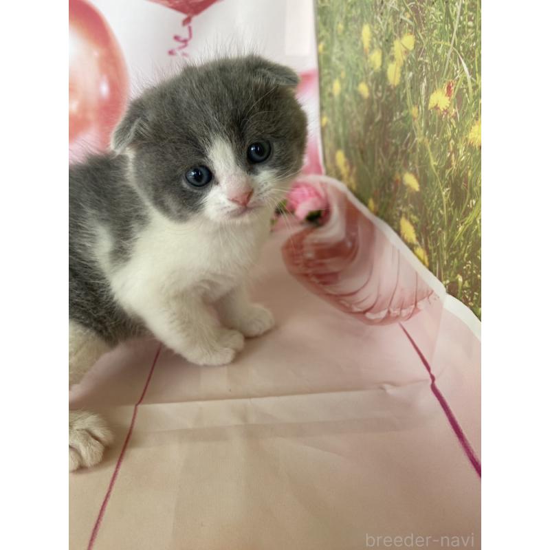 販売中の群馬県のスコティッシュフォールド(折れ耳)-134259の3枚目