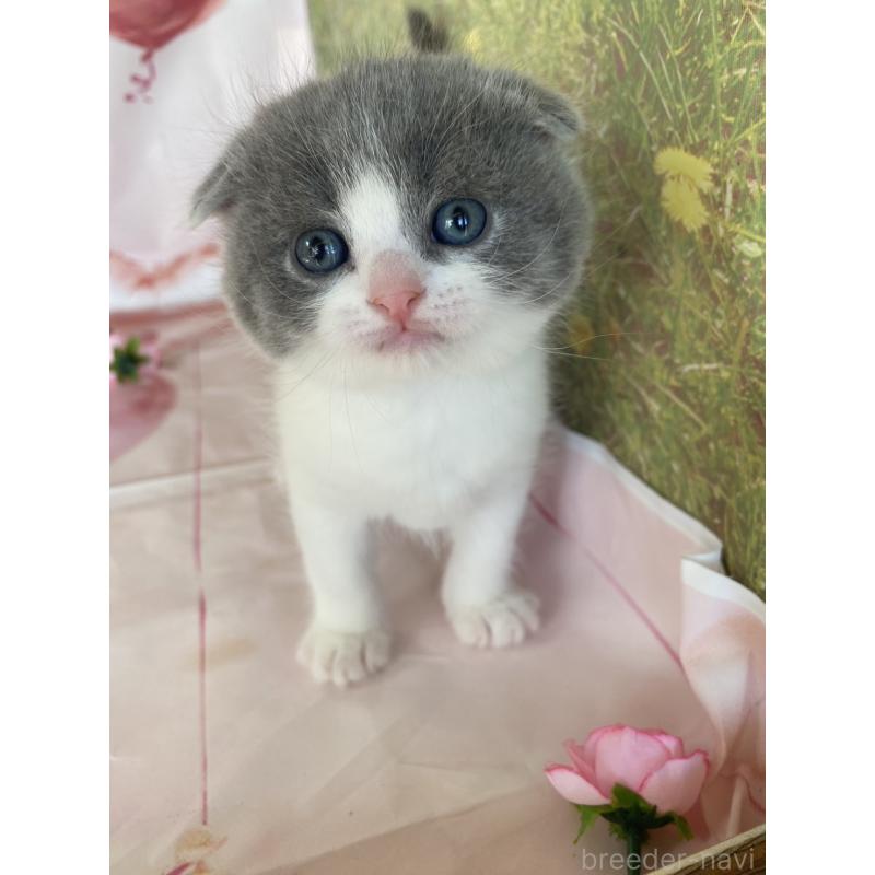 販売中の群馬県のスコティッシュフォールド(折れ耳)-134259の2枚目