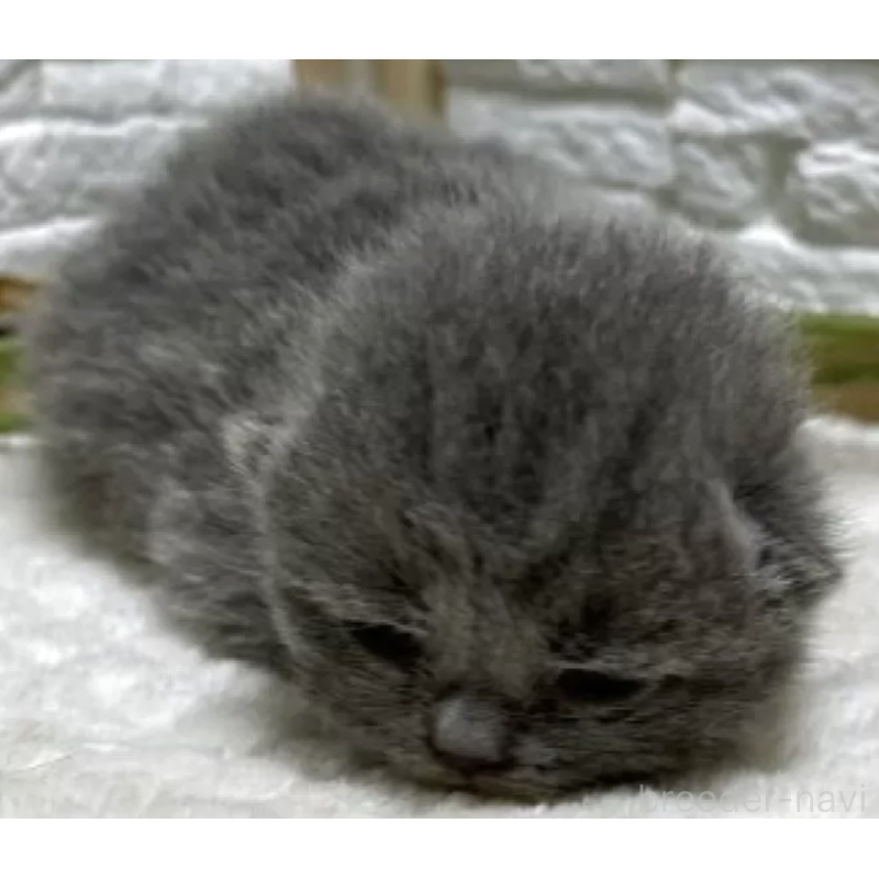 販売中の栃木県のブリティッシュショートヘア-134260の2枚目