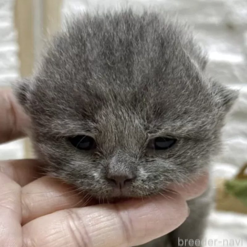 販売中の栃木県のブリティッシュショートヘア-134260