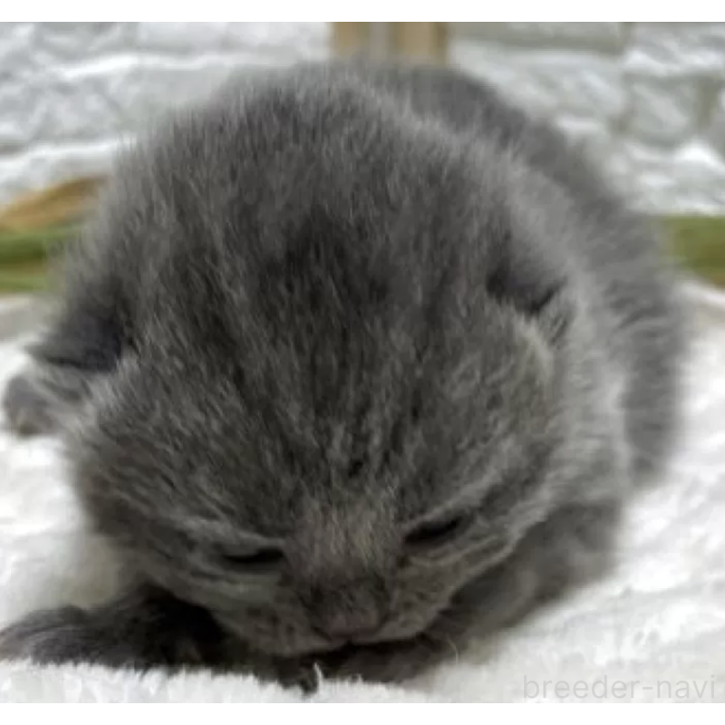 販売中の栃木県のブリティッシュショートヘア-134261の2枚目