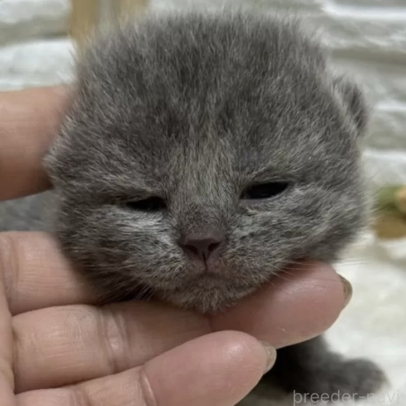 販売中の栃木県のブリティッシュショートヘア-134261の1枚目