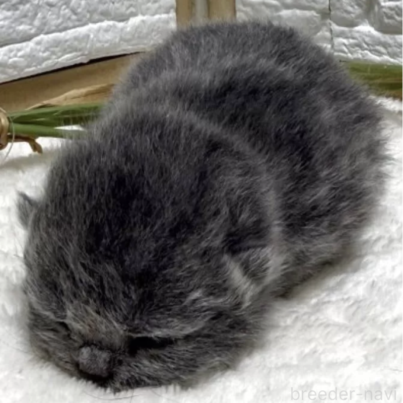 販売中の栃木県のブリティッシュショートヘア-134262の2枚目