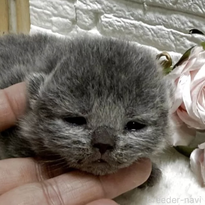 販売中の栃木県のブリティッシュショートヘア-134262