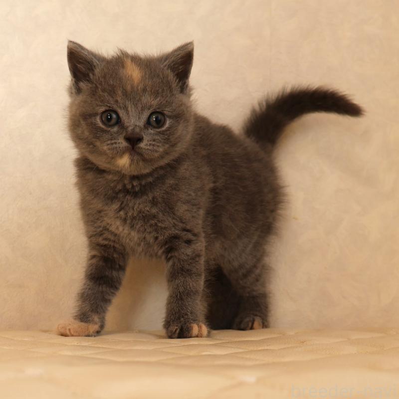 販売中の静岡県のブリティッシュショートヘア-133528