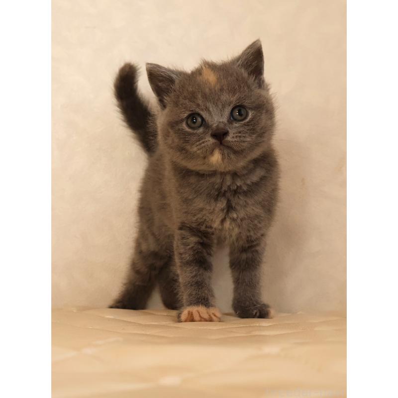 販売中の静岡県のブリティッシュショートヘア-133528の9枚目