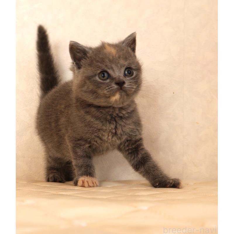 販売中の静岡県のブリティッシュショートヘア-133528の8枚目