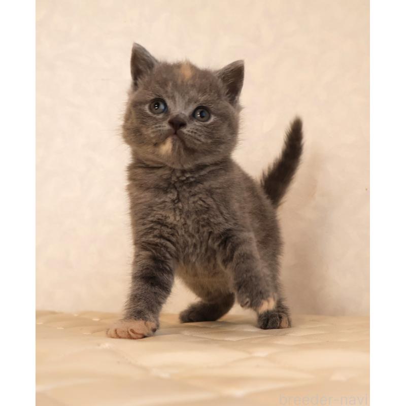 販売中の静岡県のブリティッシュショートヘア-133528の7枚目