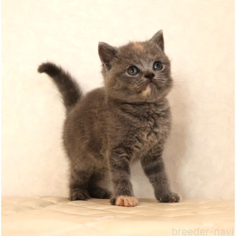 販売中の静岡県のブリティッシュショートヘア-133528の6枚目