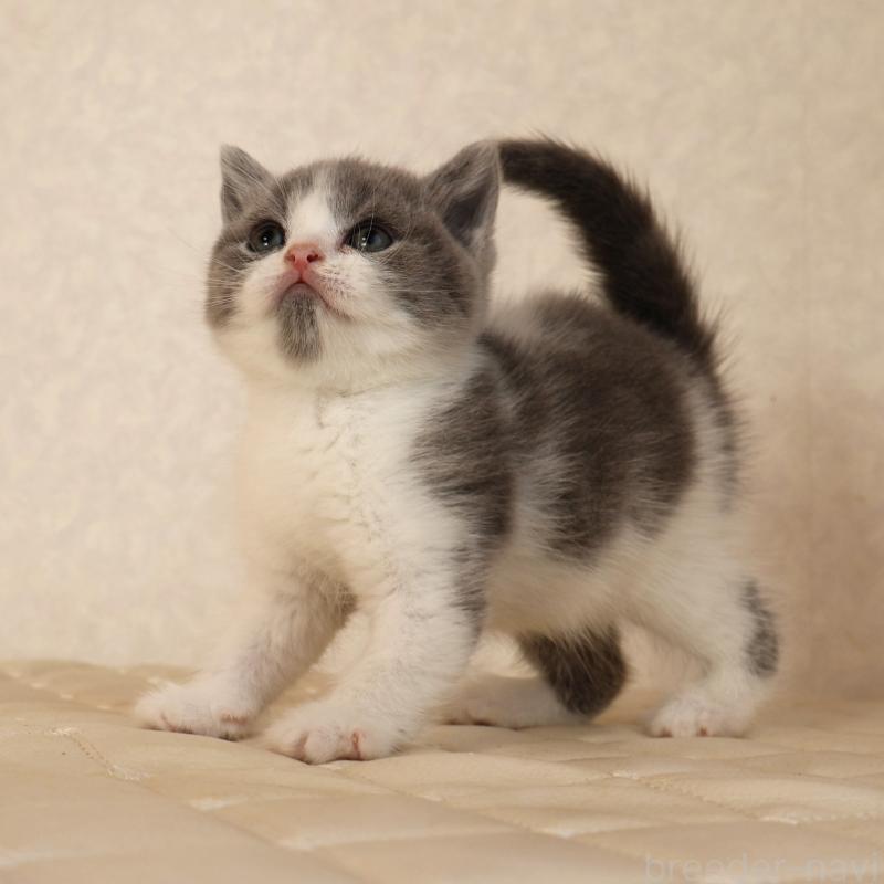 販売中の静岡県のブリティッシュショートヘア-133526の10枚目