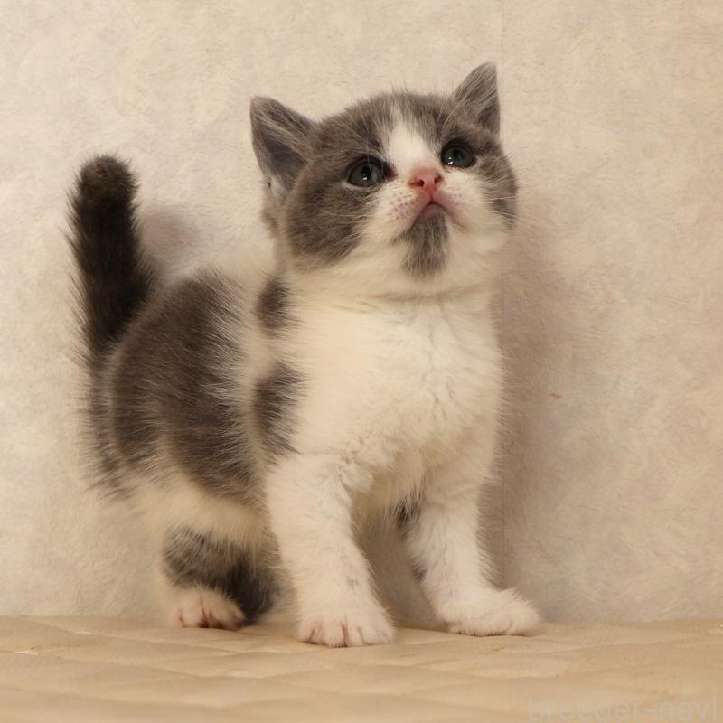 販売中の静岡県のブリティッシュショートヘア-133526の9枚目