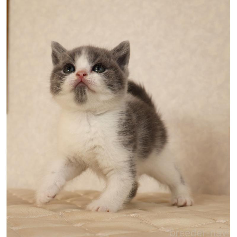 販売中の静岡県のブリティッシュショートヘア-133526の8枚目