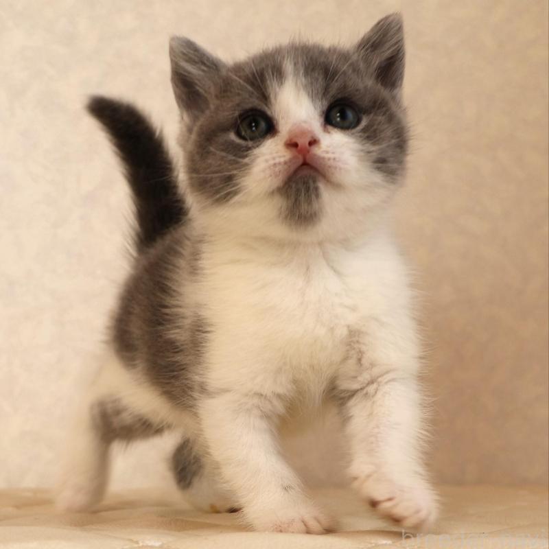 販売中の静岡県のブリティッシュショートヘア-133526