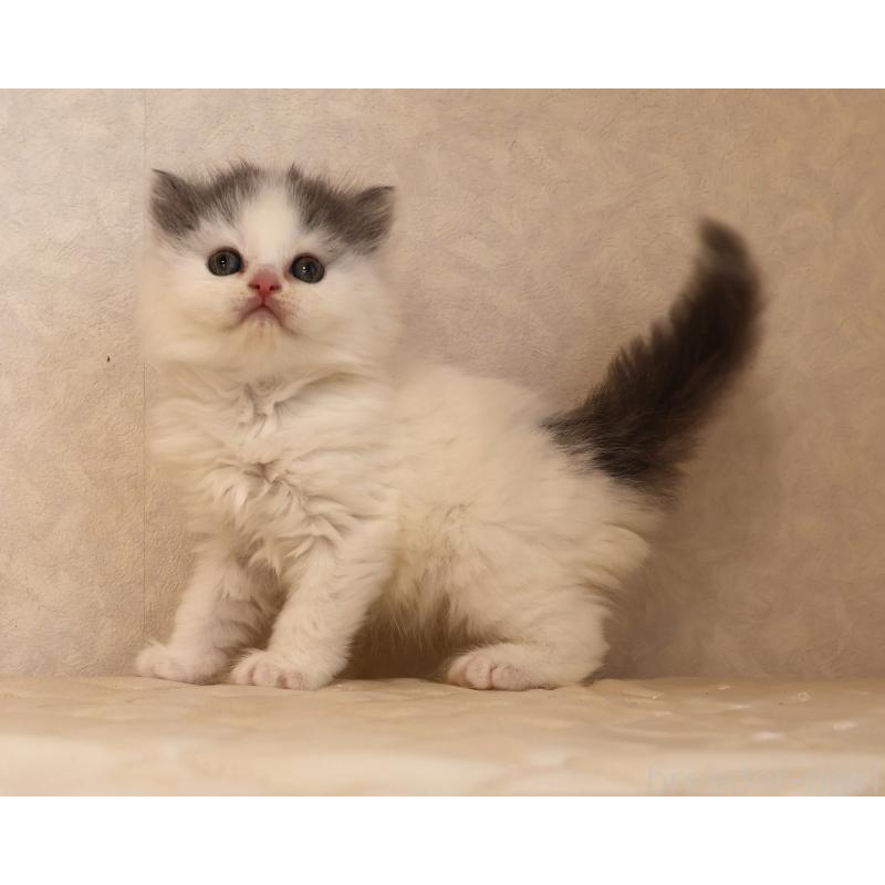 販売中の静岡県のブリティッシュロングヘア-133527の10枚目