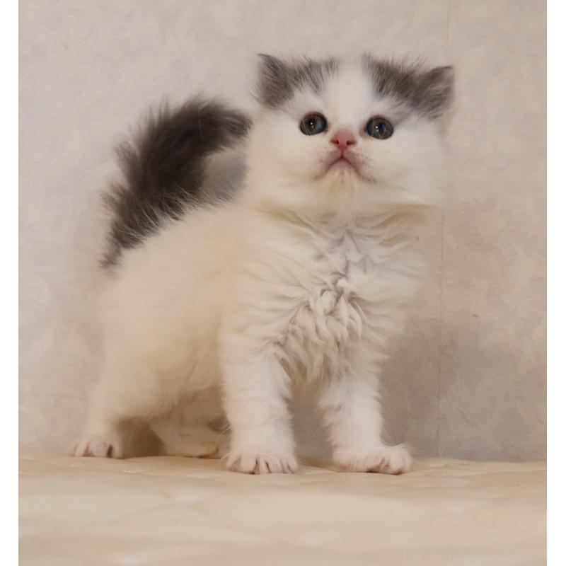 販売中の静岡県のブリティッシュロングヘア-133527の9枚目