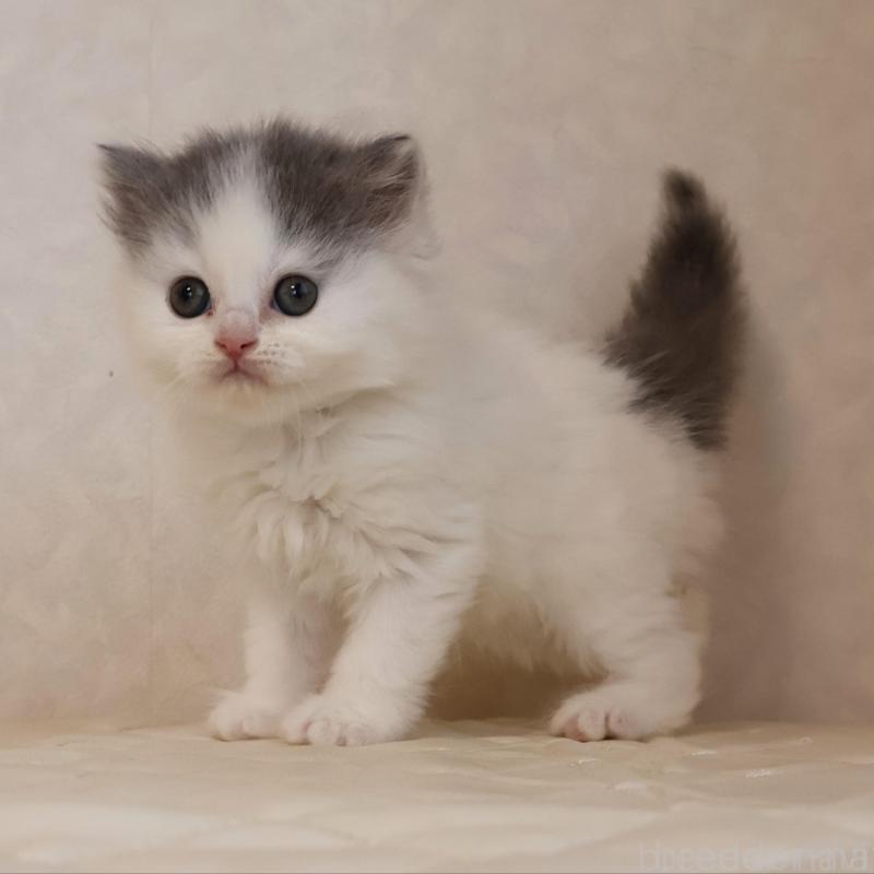 販売中の静岡県のブリティッシュロングヘア-133527の7枚目