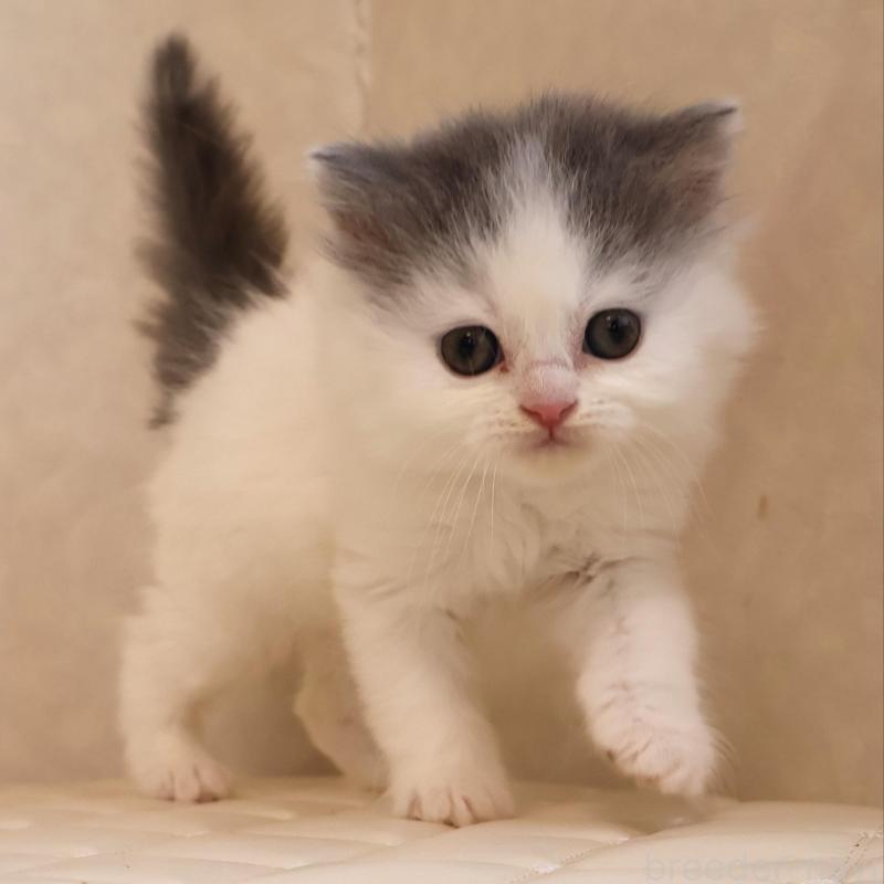 販売中の静岡県のブリティッシュロングヘア-133527