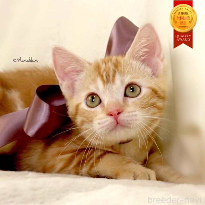 販売中の栃木県のマンチカン-131404の1枚目