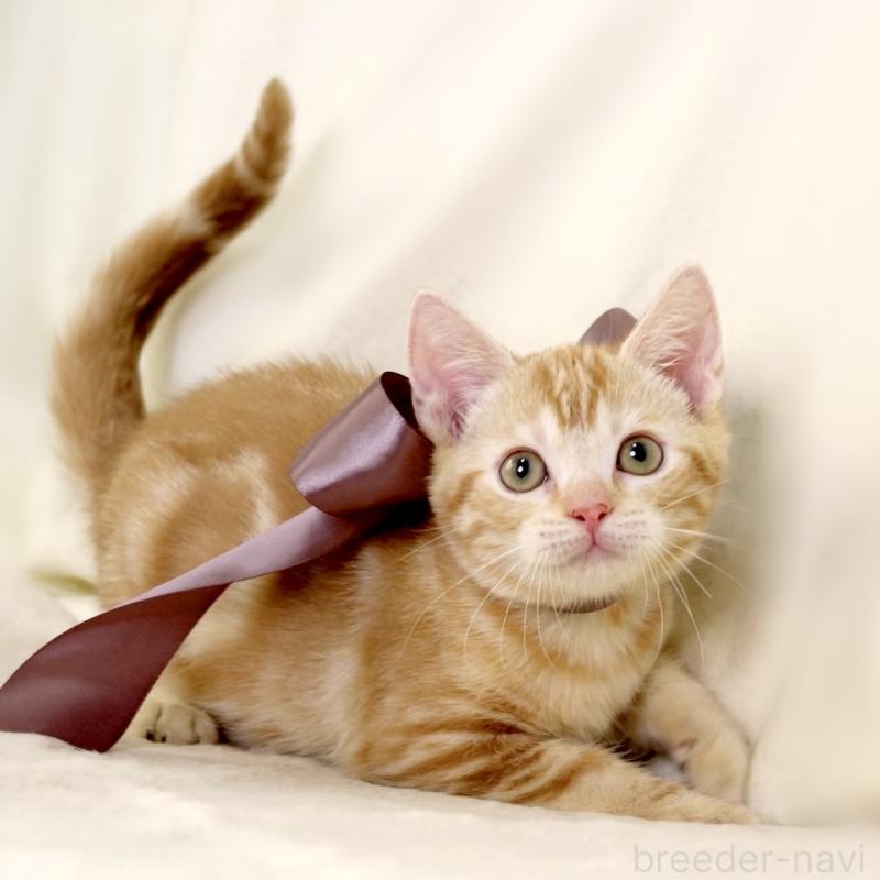 販売中の栃木県のマンチカン-131404の10枚目