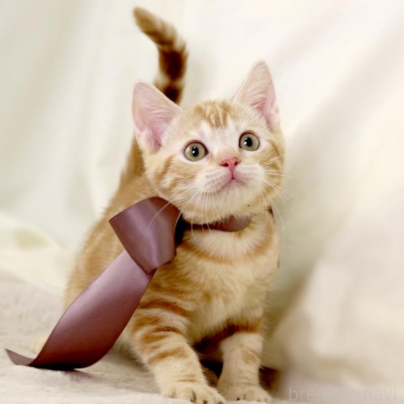 販売中の栃木県のマンチカン-131404の8枚目