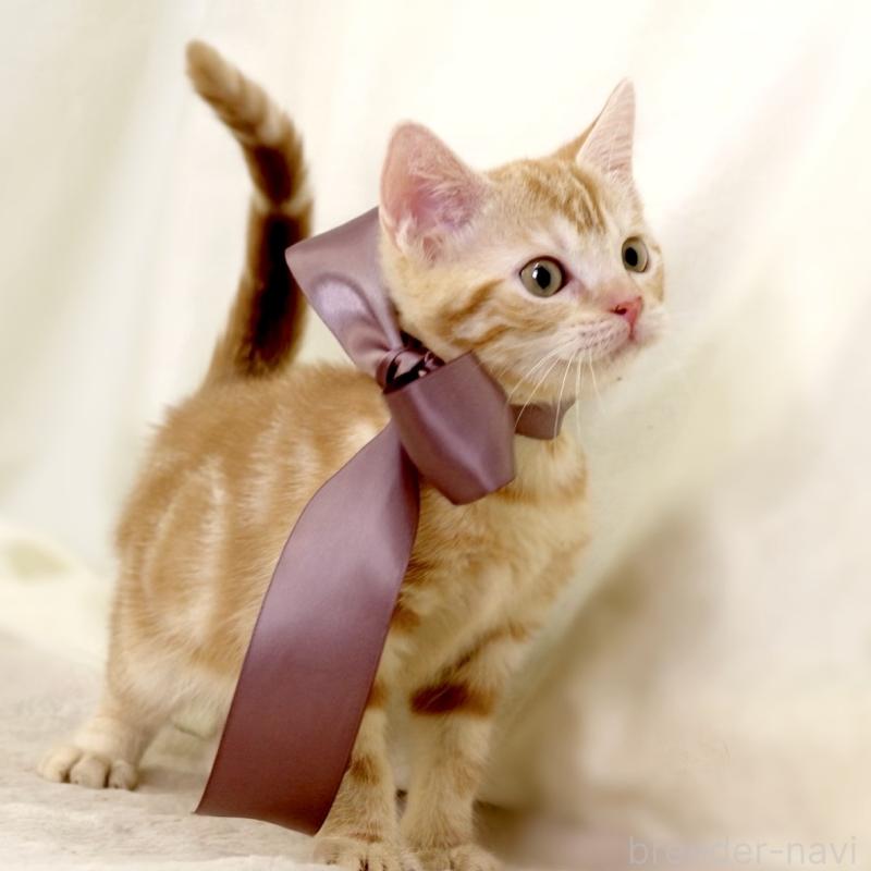 販売中の栃木県のマンチカン-131404の6枚目