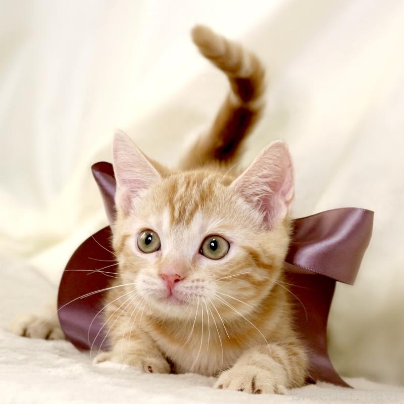 販売中の栃木県のマンチカン-131404の5枚目