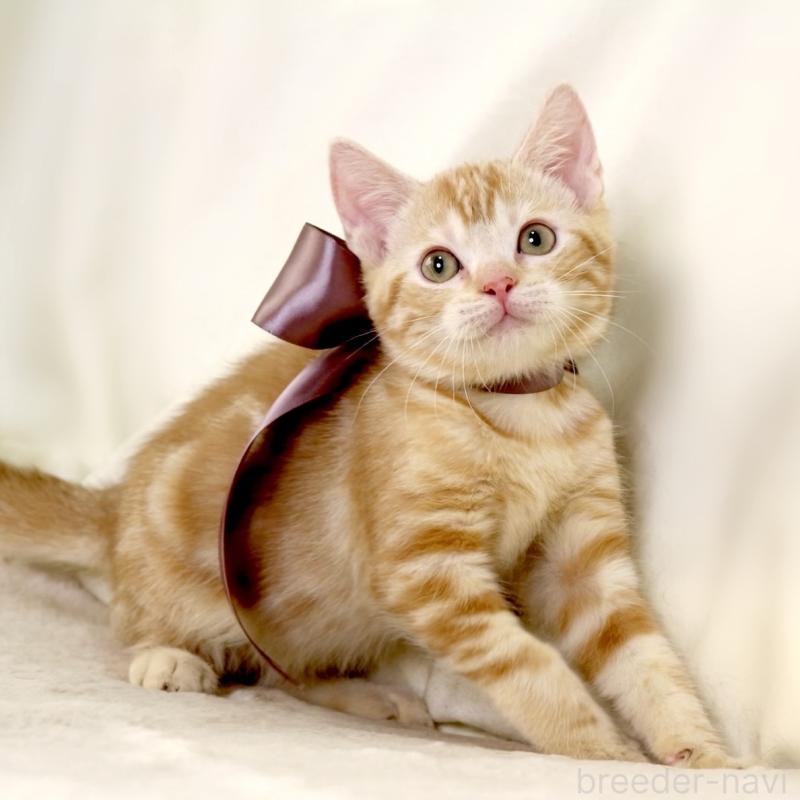 販売中の栃木県のマンチカン-131404の4枚目