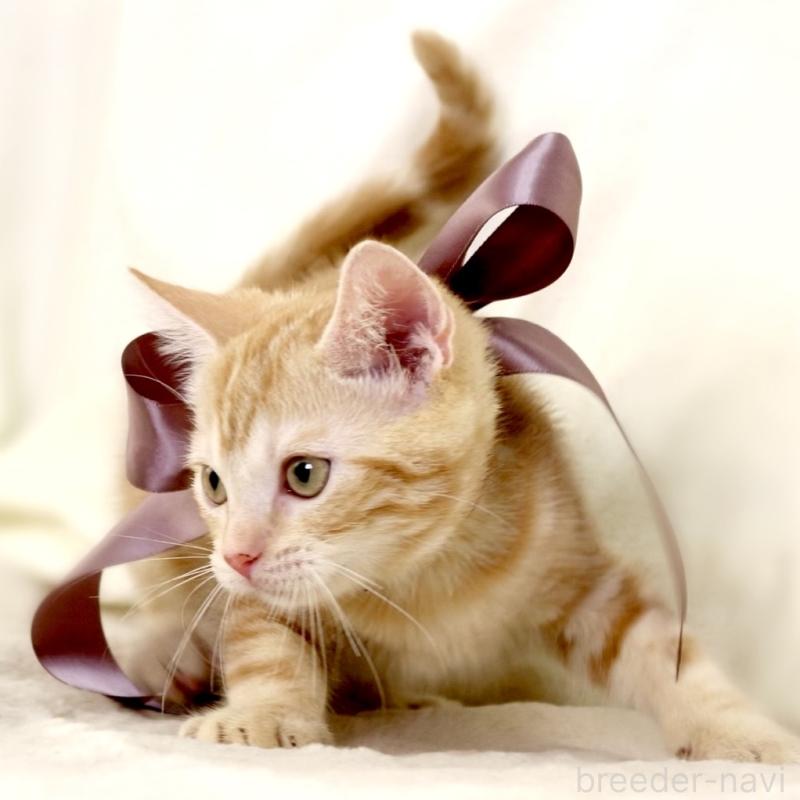 販売中の栃木県のマンチカン-131404の3枚目