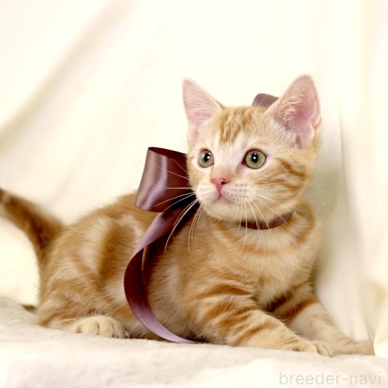 販売中の栃木県のマンチカン-131404の2枚目