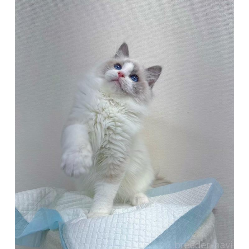 販売中の静岡県のラグドール-131412の5枚目