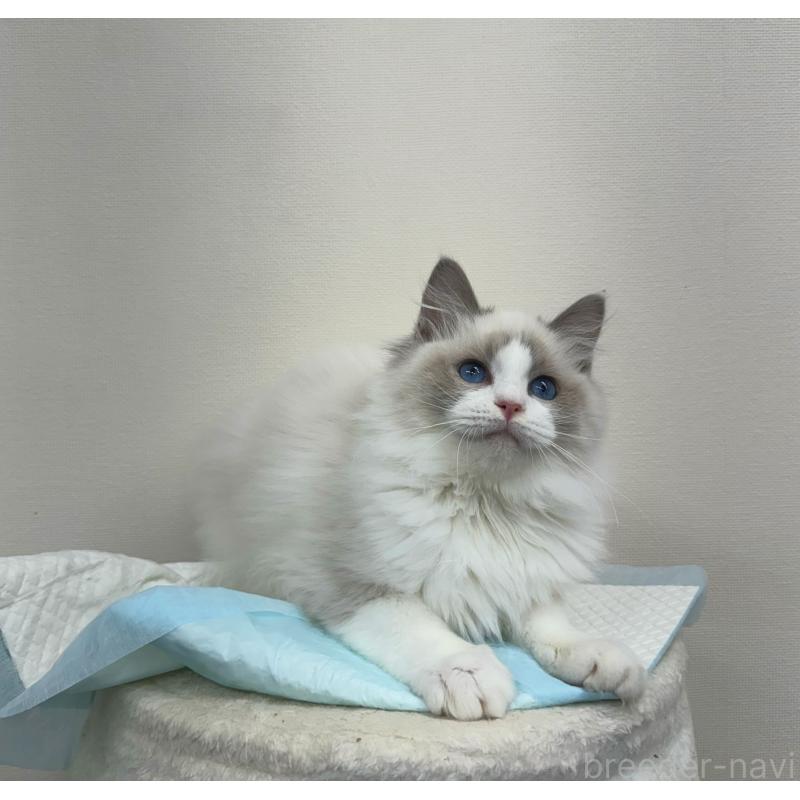 販売中の静岡県のラグドール-131412の4枚目