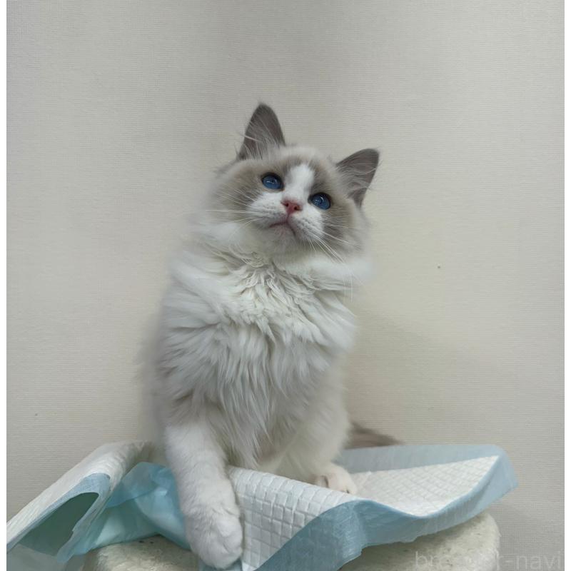 販売中の静岡県のラグドール-131412の2枚目