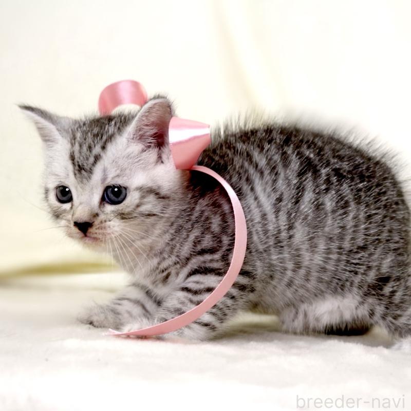 販売中の栃木県のマンチカン-134263の10枚目