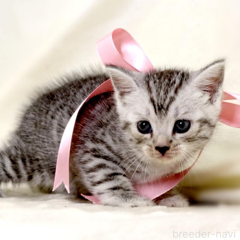 販売中の栃木県のマンチカン-134263の9枚目