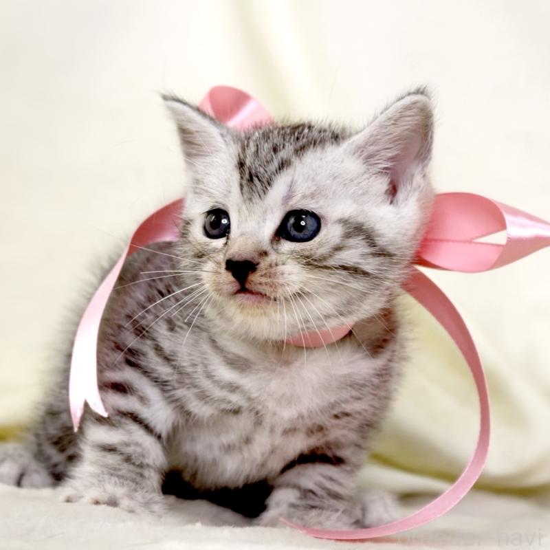 販売中の栃木県のマンチカン-134263の8枚目