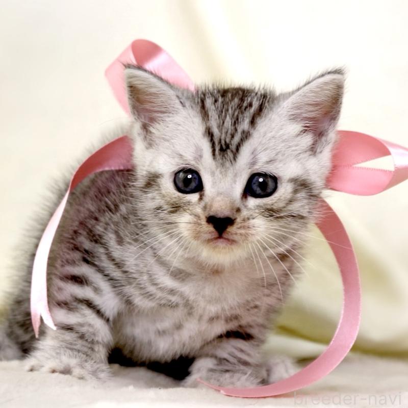 販売中の栃木県のマンチカン-134263の7枚目