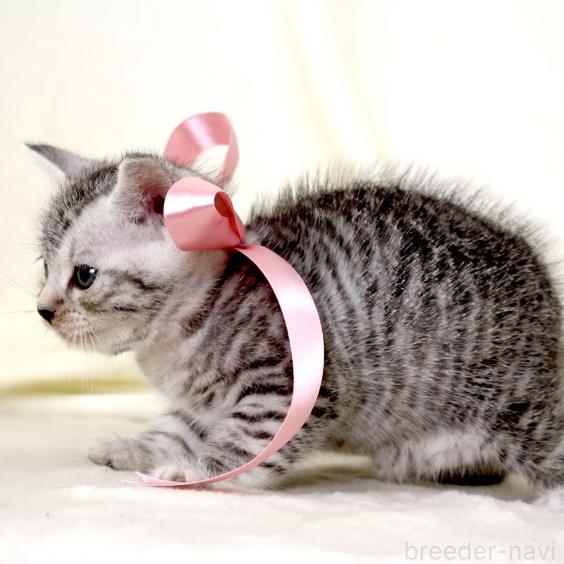 販売中の栃木県のマンチカン-134263の6枚目