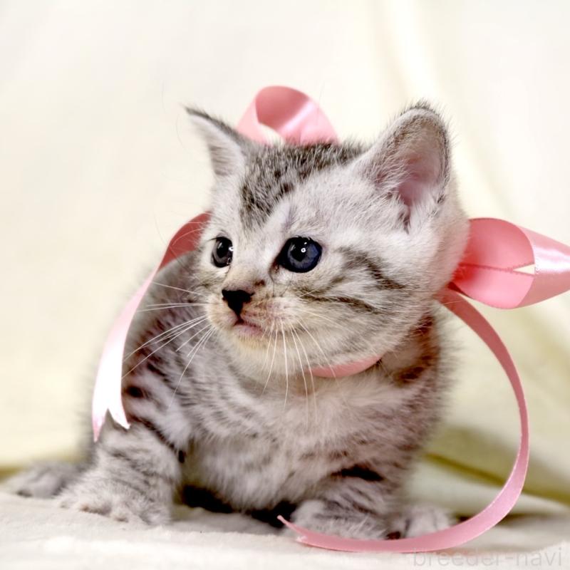 販売中の栃木県のマンチカン-134263の5枚目