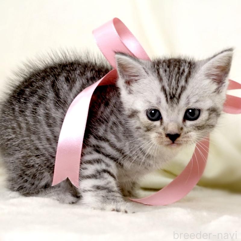 販売中の栃木県のマンチカン-134263の4枚目