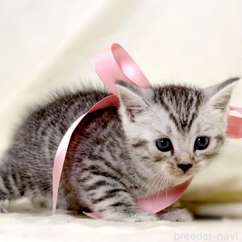 販売中の栃木県のマンチカン-134263の2枚目