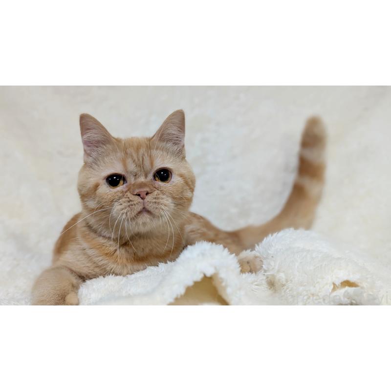 販売中の宮城県のエキゾチックショートヘア-120967の6枚目