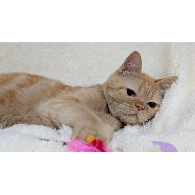 販売中の宮城県のエキゾチックショートヘア-120967の2枚目